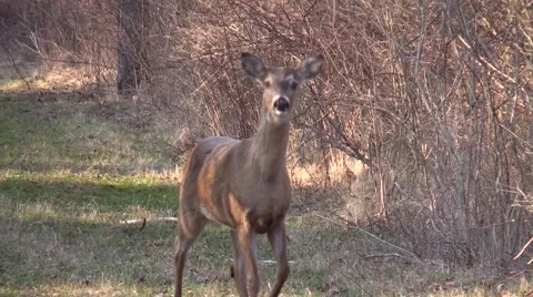Doe walks towards camera Stock Footage 50542715