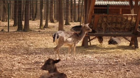 Doe in zoo, day time Stock Footage 47056105