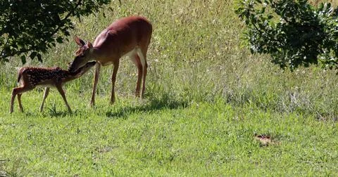 Doe&amp;Faun Stock Photos