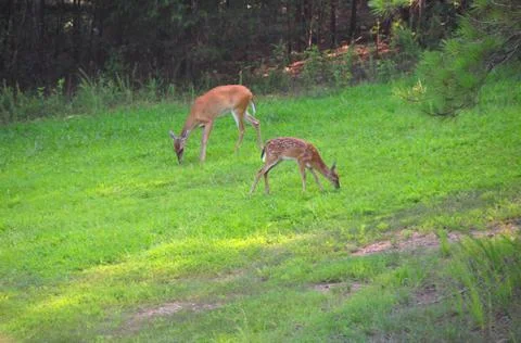Doe&amp;Faun Stock Photos