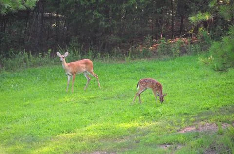 Doe&amp;Faun2 Stock Photos