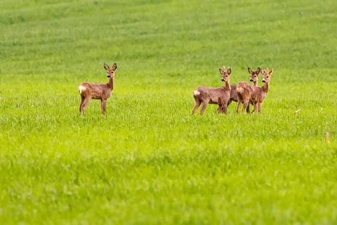 Does And three young doe deers standing on a grassy meadow at the rear Cop... Stock Photos