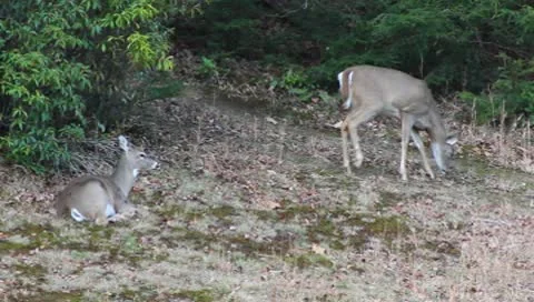 Does in a field Stock Footage 9576863