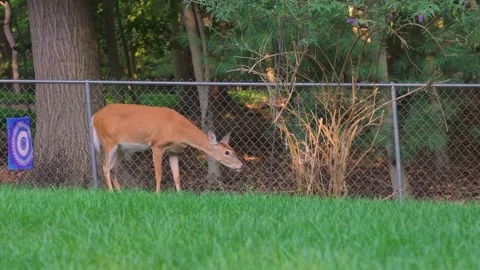 Does graze a lawn in a suburban backyard in Michigan. Stock Footage 345330243