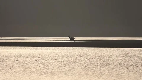 Does moving through shallow water of partially dry lake at sunrise captured.. Stock Footage 333753556