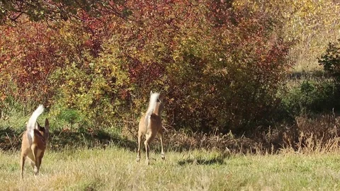 Does spooked in field Video stock 98046237