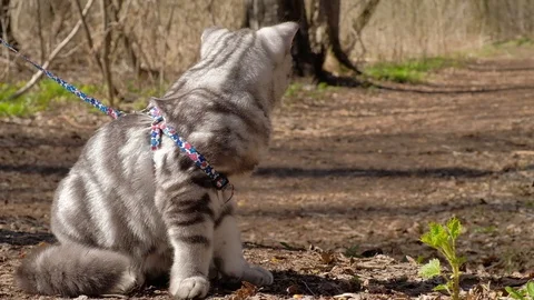 Doesny cat on Progulka in the woods Stock Footage 129248422