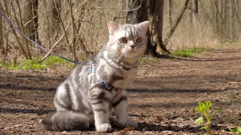 Doesny cat on Progulka in the woods Stock Footage 129249021