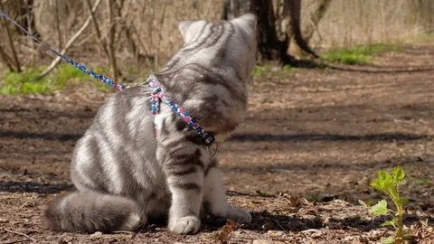 Doesny cat on Progulka in the woods Stock Footage 129249023