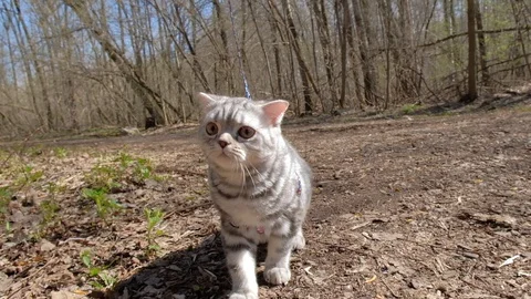 Doesny cat on Progulka in the woods Stock Footage 129249033