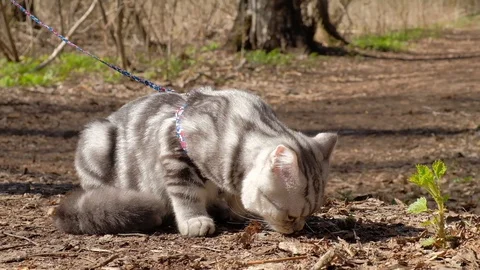 Doesny cat on Progulka in the woods Stock Footage 129249035