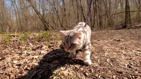 Doesny cat on Progulka in the woods Stock Footage 129249039