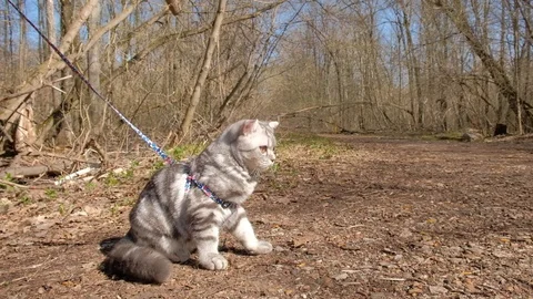 Doesny cat on Progulka in the woods Stock Footage 129249041