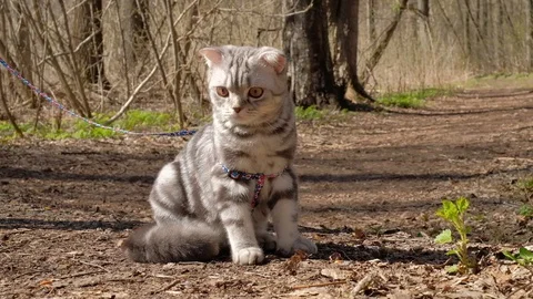 Doesny cat on Progulka in the woods Stock Footage 129249053