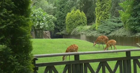 Doe,Three Female Deers In Paddock Stock Footage 51613387