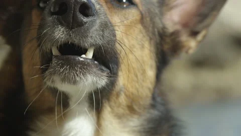 DOF, CLOSE UP, PORTRAIT: Muzzle of a brown shepherd dog barking to get attention Stock-Footage 330406339