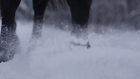 DOF: Detail of horse legs spraying snowflakes around when walking in the snow Stock Footage
