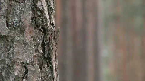 Dof forrest tree Video stock 836799