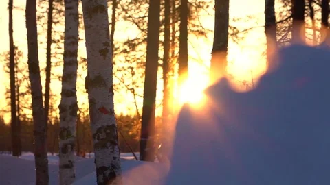 DOF: Glow of sunset shining on bare birch treetops in winter wonderland forest Stock Footage
