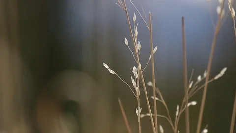 DOF grass crops Stock Footage 79035848