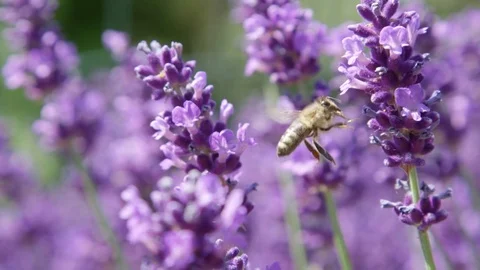 DOF, MACRO, CLOSE UP: Bee flying around lavender blossom and collecting pollen Video stock 82956723