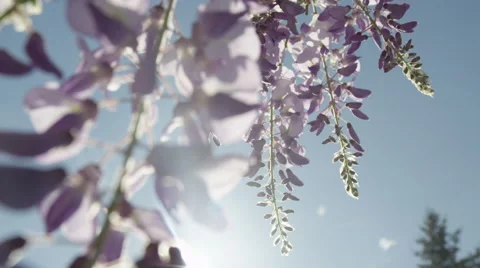 DOF SLOW MOTION CLOSE UP: Spring sun shining through beautiful wisteria flowers Stock Footage 65280634