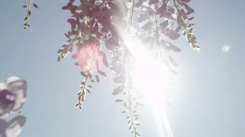 DOF SLOW MOTION CLOSE UP: Spring sun shining through blooming wisteria flowers Stock Footage 65280662