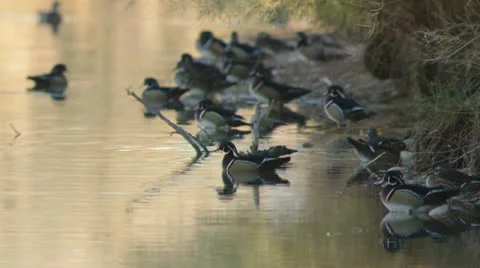 DOF Wood Ducks on Shore Stock Footage