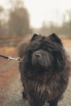 Dog - 01 Stock Photos