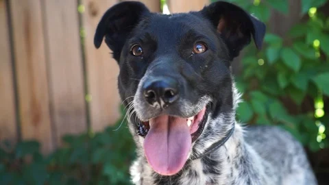 A dog 1 Stockbeeldmateriaal 94420772