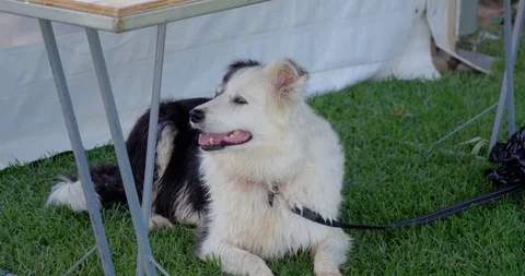 Dog 1 Stock Footage 110963441