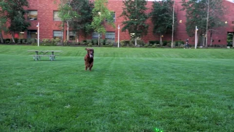 Dog 1 Stock Footage 219824926