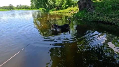 Dog 1 Stock Footage 277217986