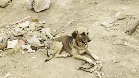 Dog 1 Stock Footage 297495634