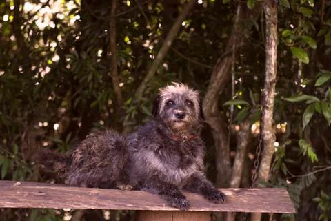 Dog 1 Foto stock