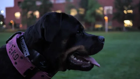 Dog 10 Stock Footage 219825093