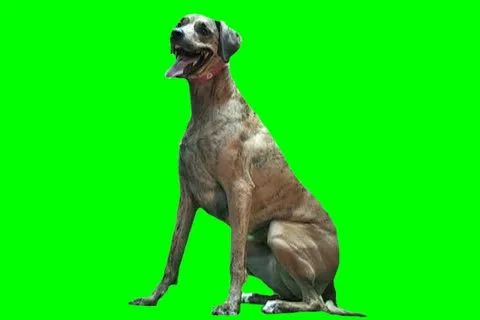 Dog 107 Video stock 18453081