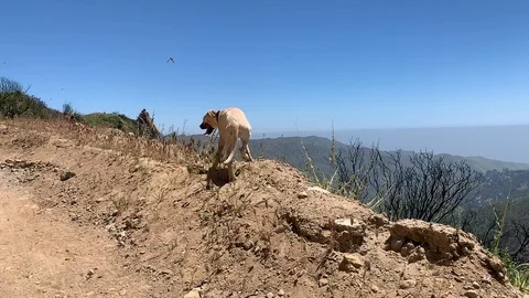 Dog in 120fps on malibu ridge Vídeos de archivo 106965174