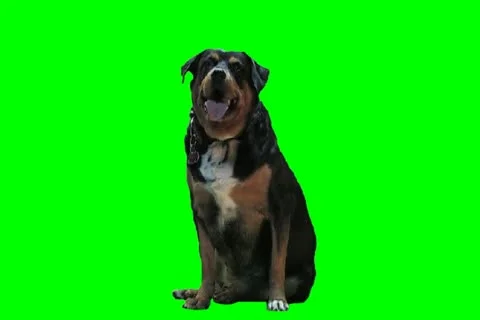 Dog 123 Video stock 18949465
