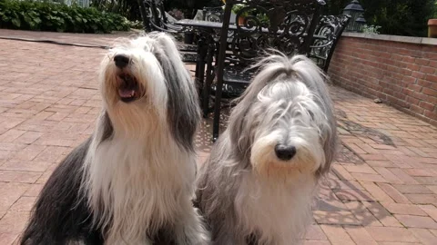 Dog, 2 Bearded Collies looking at lens. Stock Footage 169353626