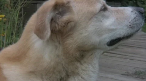 Dog 2 Vídeo Stock 507056