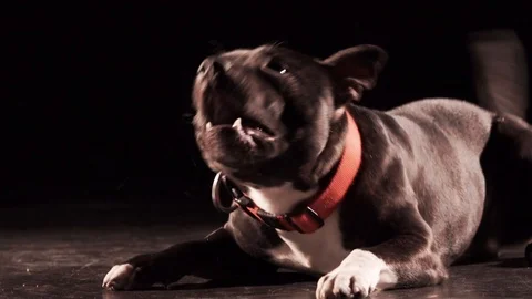 Dog 2 Stock Footage 89627205
