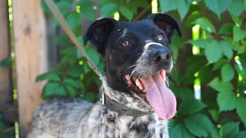 A dog 2 Stockbeeldmateriaal 94420751