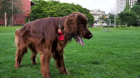 Dog 2 Stock Footage 219824925