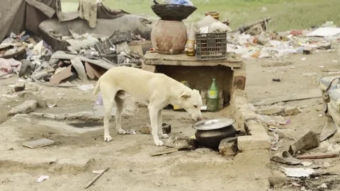 Dog 2 Stock Footage 297496170