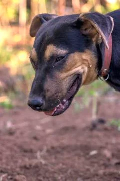 Dog 2 Foto stock