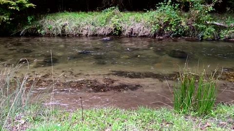 Dog 2016 스톡 동영상 328027199