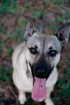 Dog 24 Stock Photos