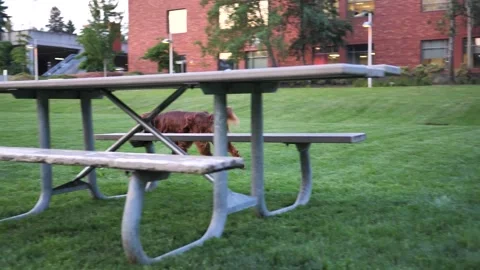 Dog 3 1 Stock Footage 219824976