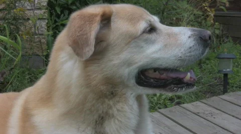 Dog 3 Stock Footage 506915